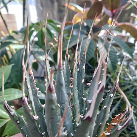 アガベ ユタエンシス ネバデンシス SN3 Agave uthaensis var. nevadensis