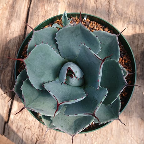 no.3 アガベ パリー トランカータ agave parryi truncata 【発根済】