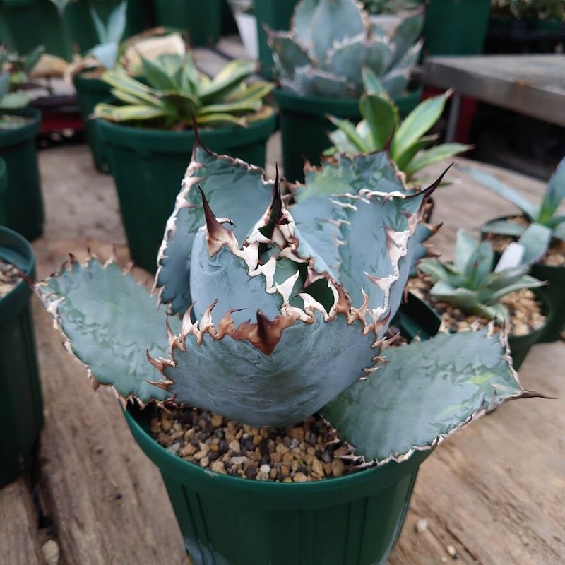 アガベ チタノタ ライオンズメーン メイン Agave titanota