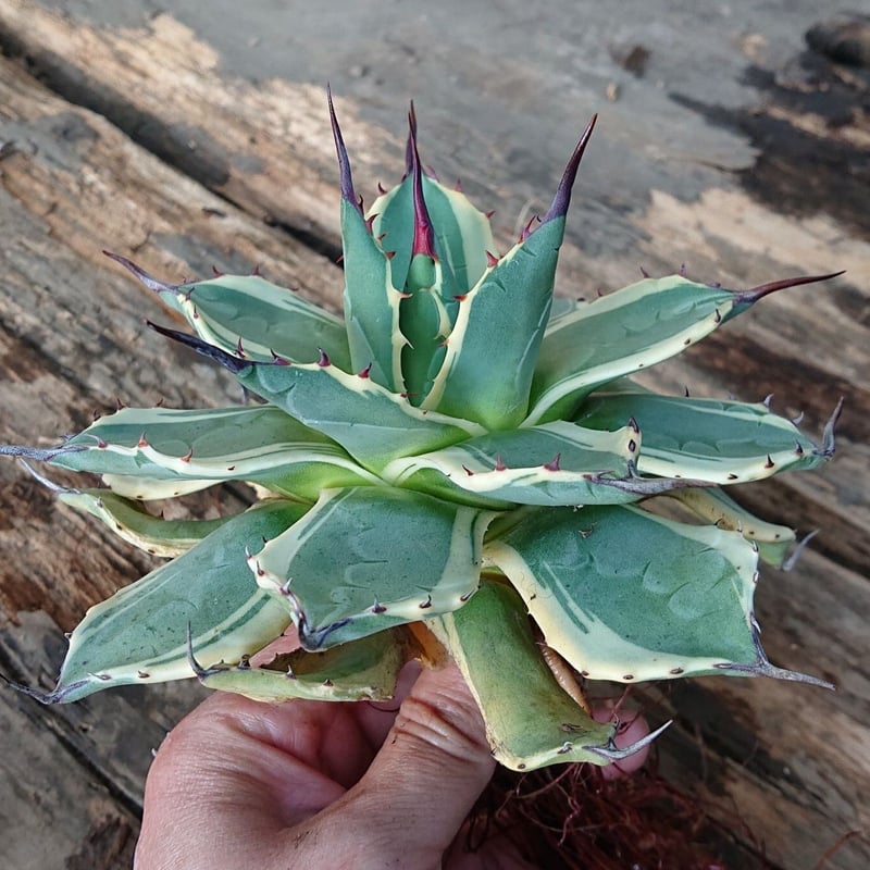 no.1 アガベ クリームスパイク Agave cream spike 【発根済】 | Mel