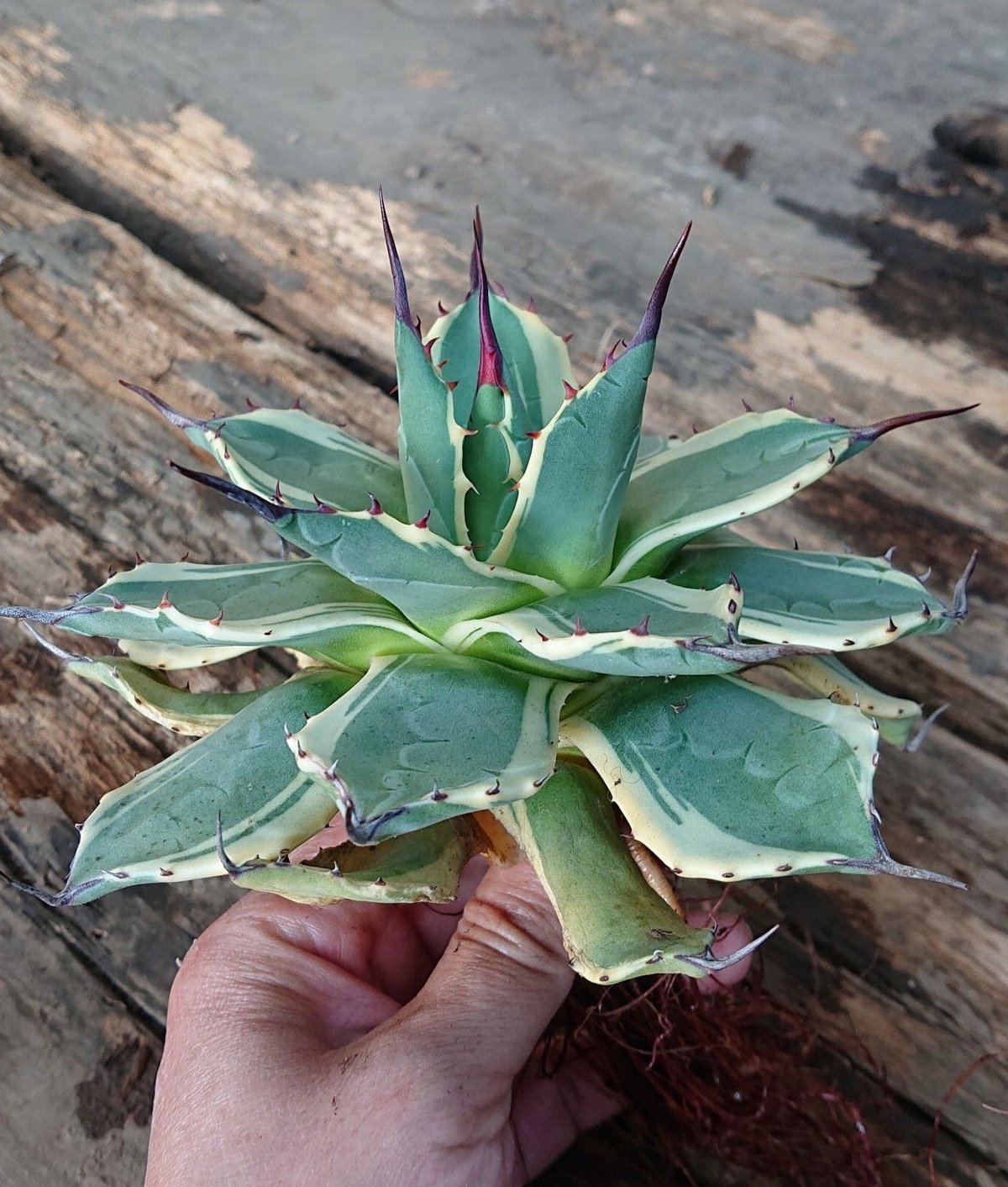 no.1 アガベ クリームスパイク Agave cream spike 【発根済】 | Mel