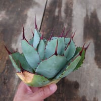 アガベ パリー トランカータ ラスト1株 agave parryi truncata  2
