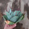 アガベ パリー トランカータ ラスト1株 agave parryi truncata 2
