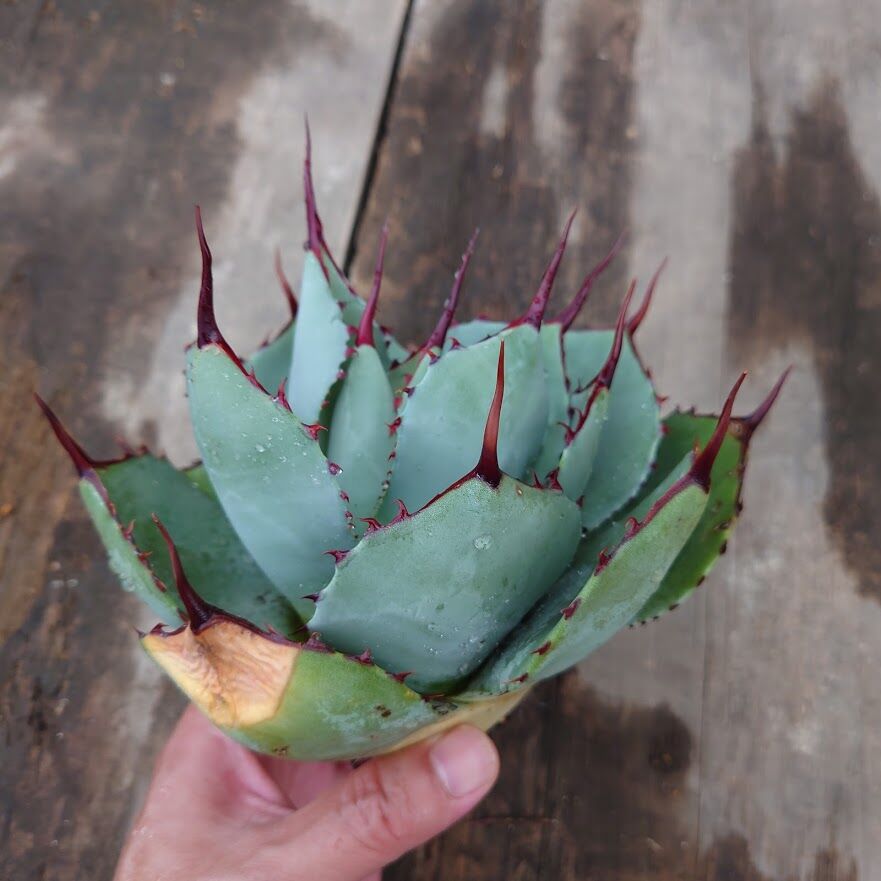 アガベ パリー トランカータ ラスト1株 agave parryi truncata 2 アガベ パリー トランカータ ラスト1株 agave parryi truncata 2