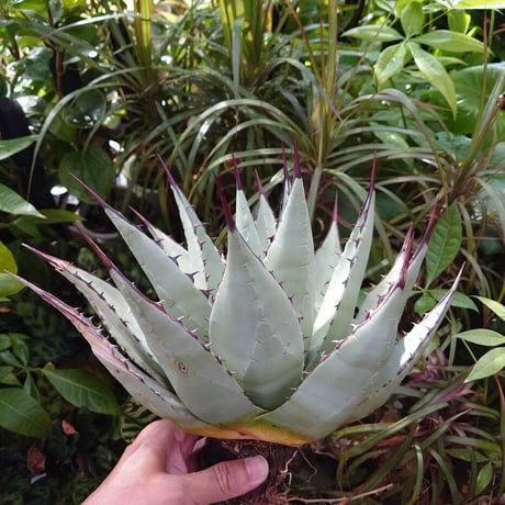 アガベ パリー ネオメキシカーナ agave prryi ssp.neomexicana 2