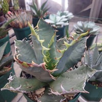 アガベ チタノタ オアハカ Agave titanota Oaxaca 19