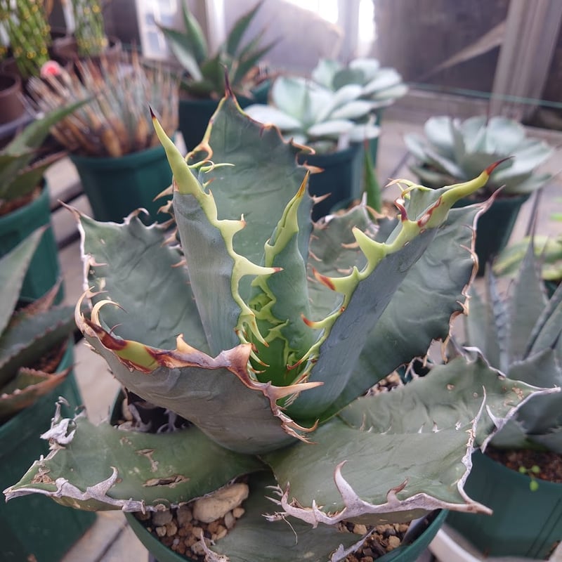 アガベ チタノタ オアハカ Agave titanota Oaxaca 19 | Mellow アガベ チタノタ オアハカ Agave titanota Oaxaca 19 | Mellow