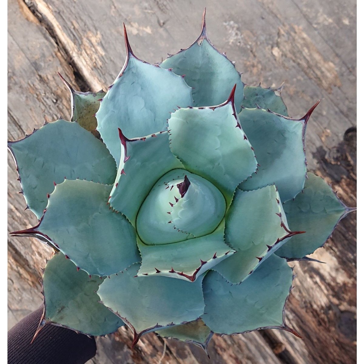 パリー・トランカータ no.1 アガベ パリー トランカータ agave parryi truncata 【発根