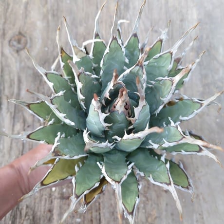 アガベ ユタエンシス ネバデンシス 1 Agave uthaensis var. nevadensis