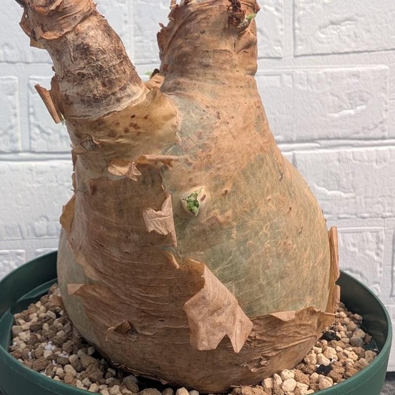 キフォステンマ マクロプス 5 Cyphostemma uter macropus 【発根