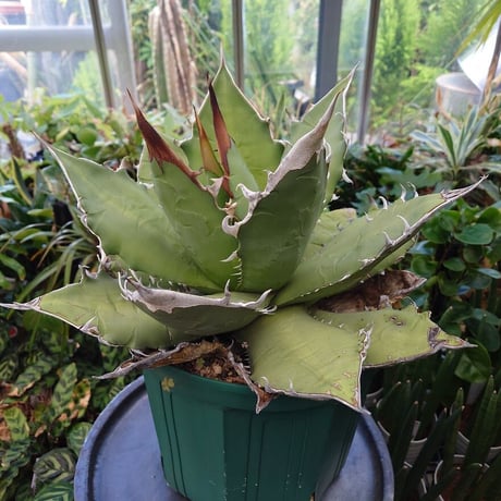 アガベ チタノタ オアハカ Agave titanota Oaxaca 8 【訳あり】