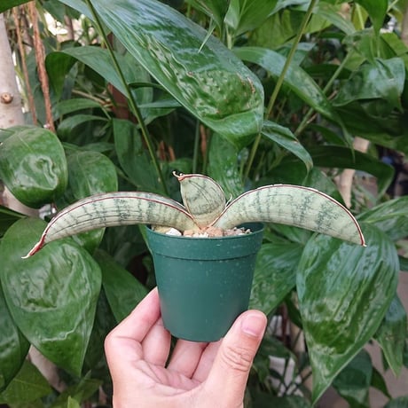 No.2 Sansevieria hallii Silver Bat サンスベリア シルバーバット