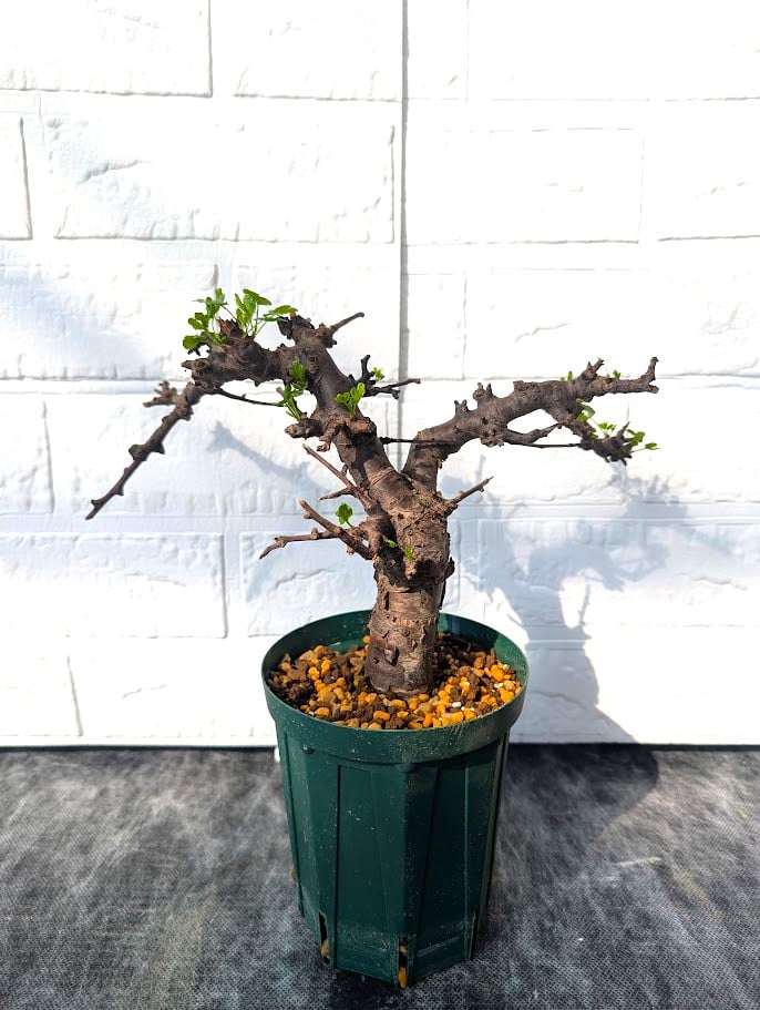 コミフォラ ボラネンシス 1 Commiphora boranensis | Mellow Yard