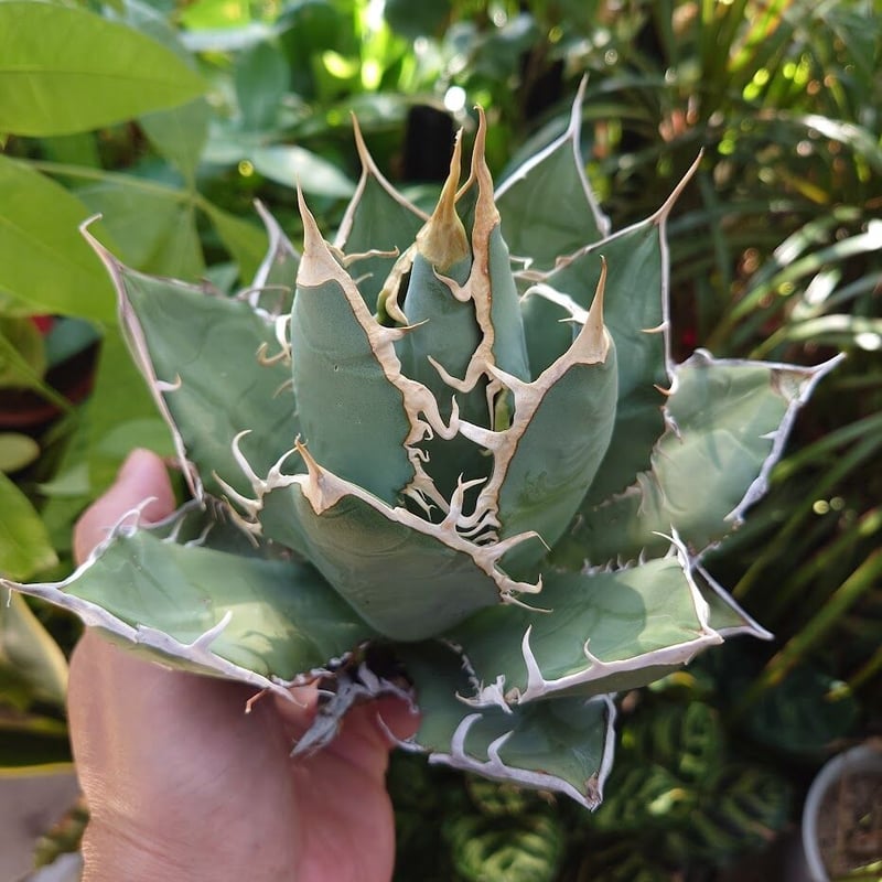 アガベ チタノタ オアハカ Agave titanota Oaxaca 18 | Mellow アガベ チタノタ オアハカ Agave titanota Oaxaca 18 | Mellow