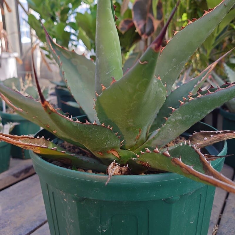 アガベ ジェントリー ジョーズ agave gentryi 