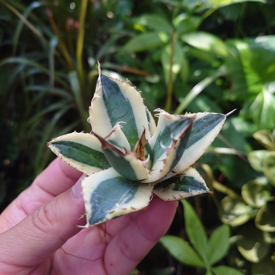 アガベ　チタノタ　スナグルトゥース アガベ チタノタ スナグルトゥース ST24 | Mellow Yard