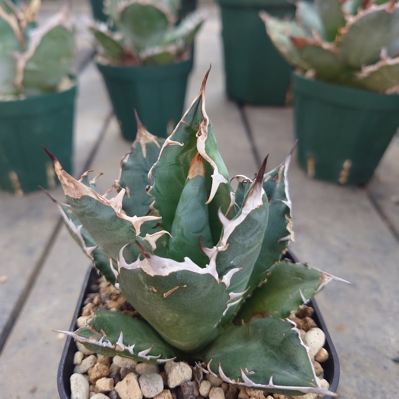 アガベ チタノタ オアハカ Agave titanota Oaxaca 12 | Mellow アガベ チタノタ オアハカ Agave titanota Oaxaca 12 | Mellow