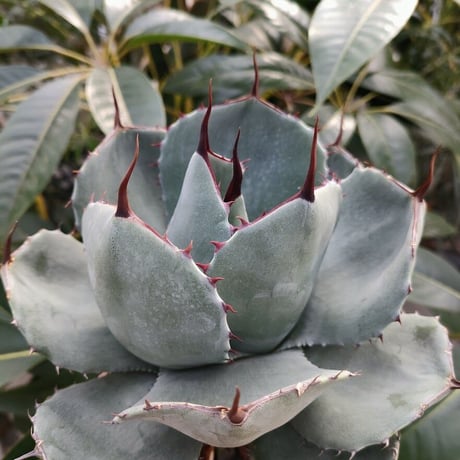 アガベ パリー トランカータ agave parryi truncata P2