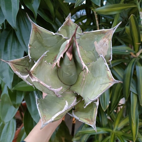 アガベ チタノタ オアハカ Agave titanota Oaxaca 2