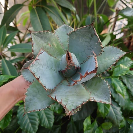 アガベ チタノタ ライオンズメーン メイン Agave titanota Lion's Mane  L3