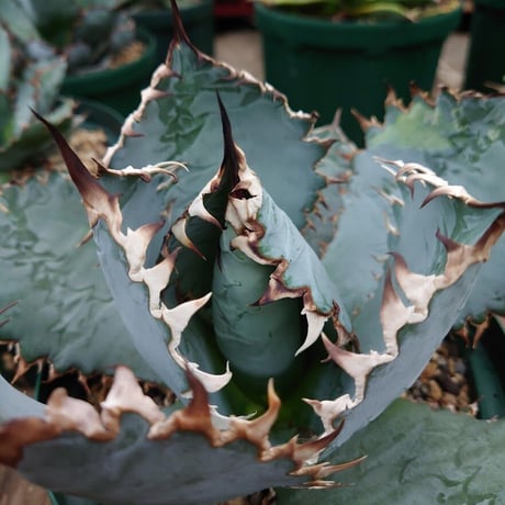 アガベ 　ライオンズメーン　特選青白　限定親株出品 アガベ ライオンズメーン 特選青白 限定親株出品 アガベ