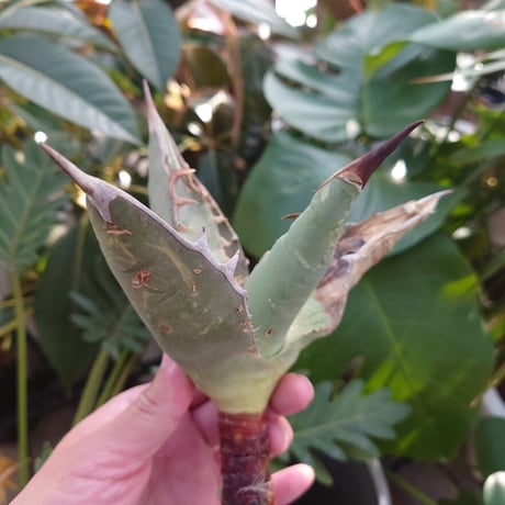 アガベ チタノタ オアハカ Agave titanota Oaxaca 10