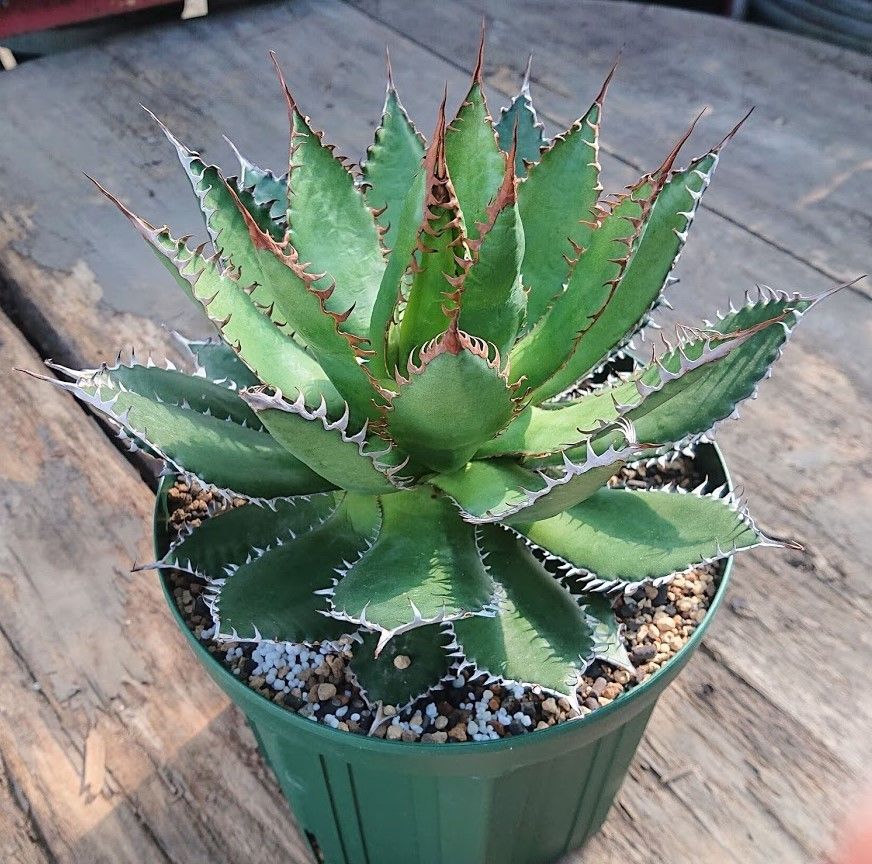 no.2 アガベ ホリダ agave horrida ラスト1株 | Mellow Yard no.2 アガベ ホリダ agave horrida ラスト1株 | Mellow Yard