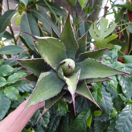 アガベ ジェントリー ジョーズ agave gentryi  "Jaws" J4