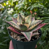 no.1 アガベ ブルーグロウ agave blue grow 【発根済】 | Mellow