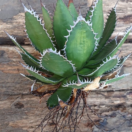 no.2 アガベ ホリダ agave horrida ラスト1株