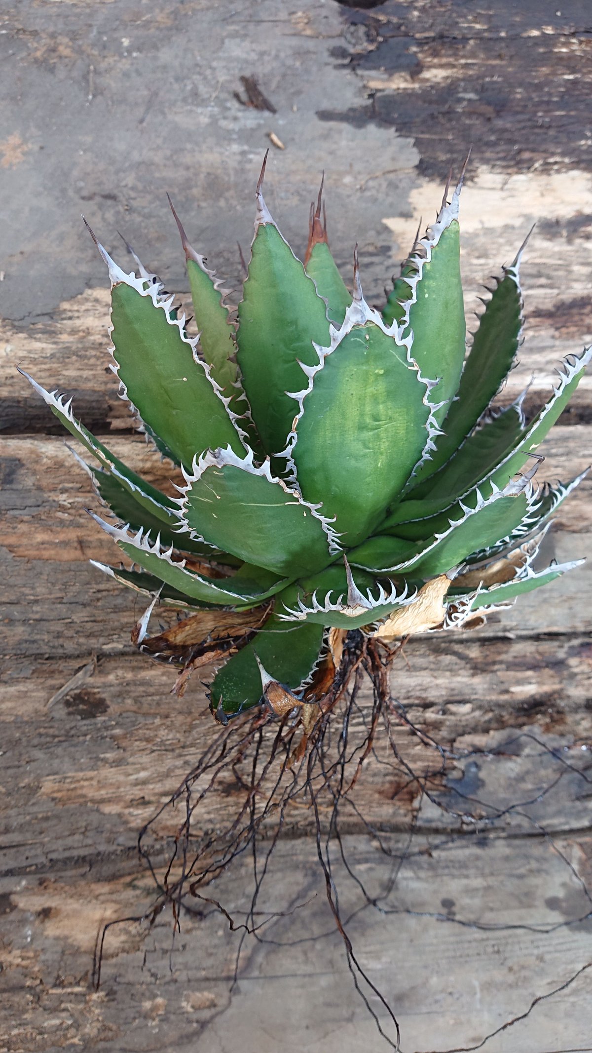 no.2 アガベ ホリダ agave horrida ラスト1株 | Mellow Yard no.2 アガベ ホリダ agave horrida ラスト1株 | Mellow Yard