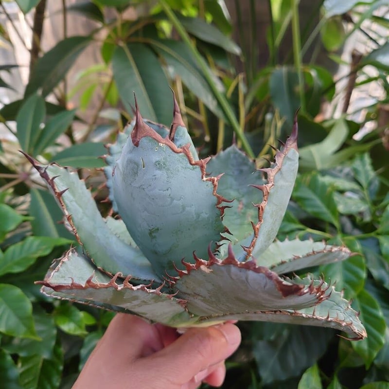 訳あり　アガベ　チタノタ　ライオンズメーン　core産 アガベ チタノタ ライオンズメーン メイン Agave titanota Lion's Man