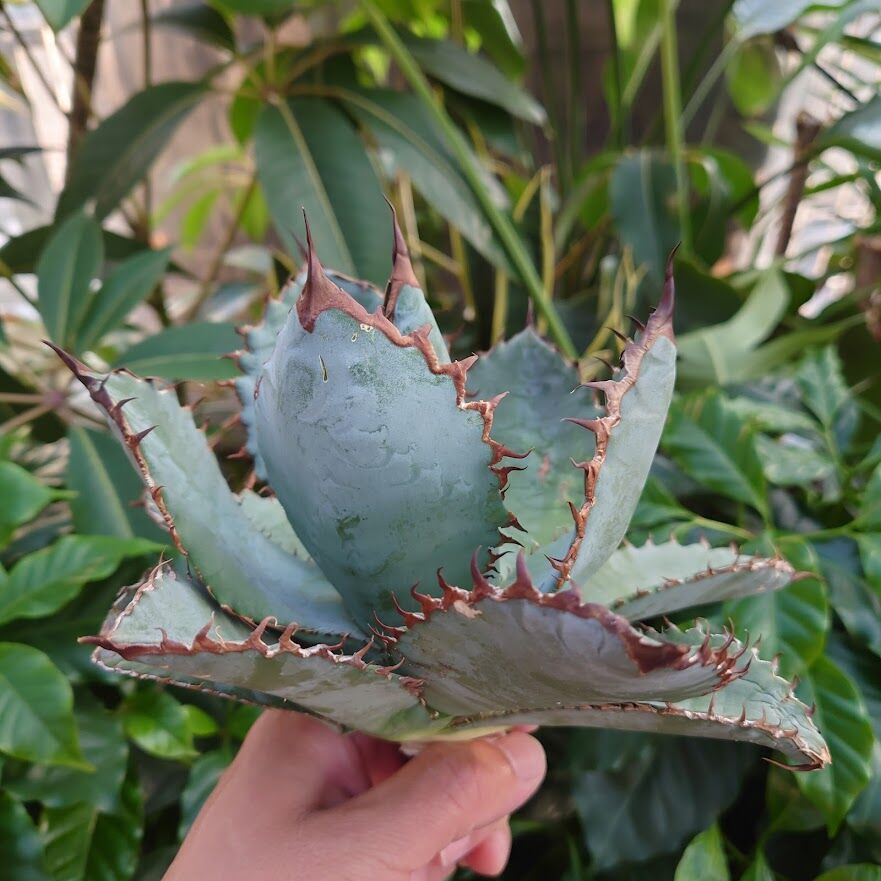 アガベ チタノタ ライオンズメーン ライオンズメイン \"Lions mane\" ライオンズメーン ライオンズメイン アガベ チタノタ Agave
