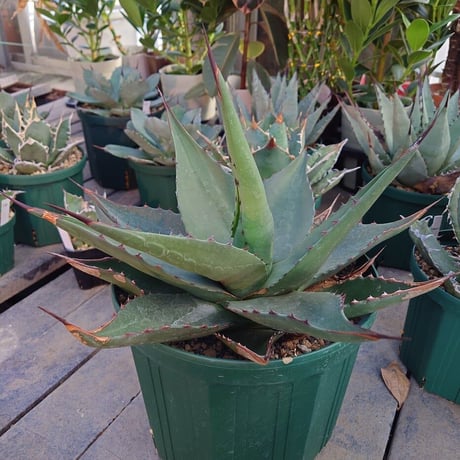 アガベ ジェントリー ジョーズ agave gentryi "Jaws" J2 【訳あり】