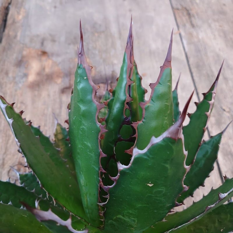 アガベ ホリダ アガベ ホリダ agave horrida 3 【大株・美株】 | Mellow Yard