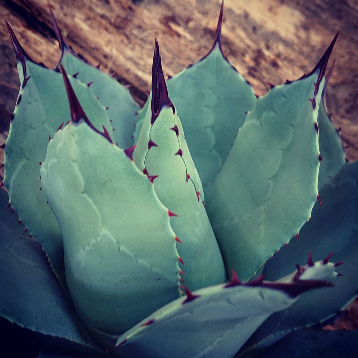 no.1 アガベ パリー トランカータ agave parryi truncata 【発根