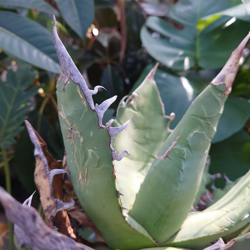 アガベ チタノタ オアハカ Agave titanota Oaxaca 8 【訳あり】 | M