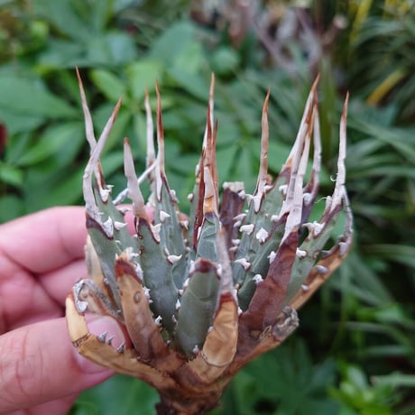 アガベ ユタエンシス ネバデンシス YN3 Agave uthaensis var. nevadensis