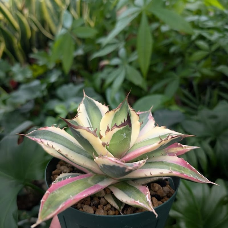 アガベ チタノタ スナグルトゥース ST16 | Mellow Yard