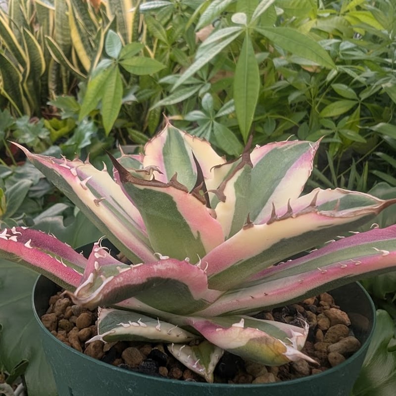 アガベ チタノタ スナグルトゥース ST21 | Mellow Yard