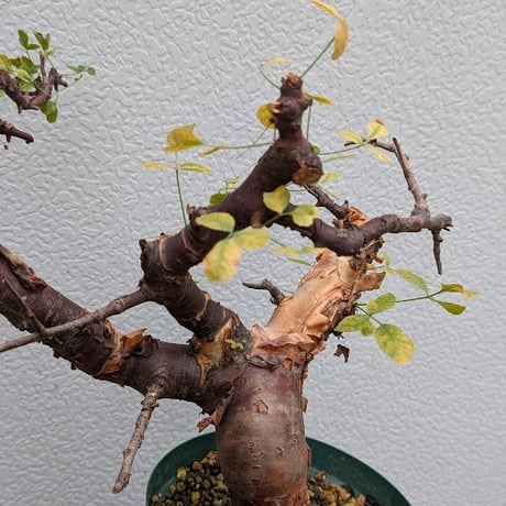 コミフォラ ボラネンシス 2 Commiphora boranensis