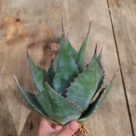 アガベ パラサナ グローブ agave parrasana globe 1【発根済】