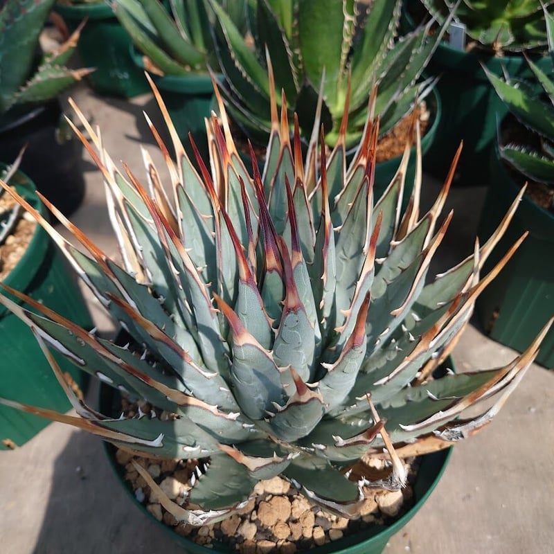 アガベ ユタエンシス ネバデンシス 8 Agave uthaensis var. nevade...