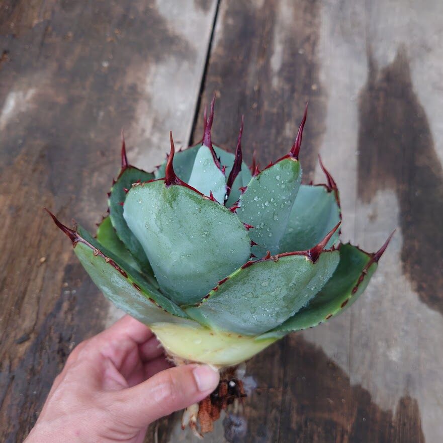 アガベ パリー トランカータ agave parryi truncata 1 | Mellow