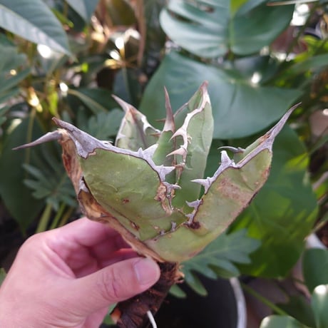 アガベチタノタオアハカ | STORES