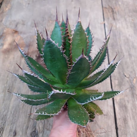 アガベ ホリダ agave horrida 1 【大株・美株】
