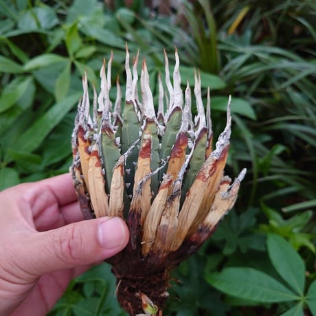 アガベ ユタエンシス ネバデンシス YN23 Agave uthaensis var. nevadensis