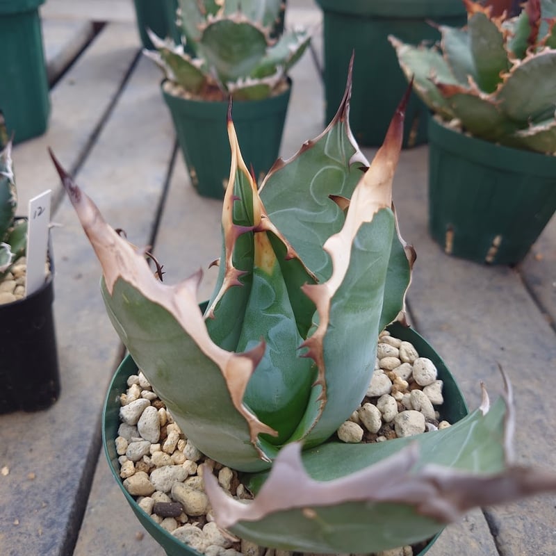 アガベ チタノタ オアハカ Agave titanota Oaxaca 16 | Mellow アガベ チタノタ オアハカ Agave titanota Oaxaca 16 | Mellow