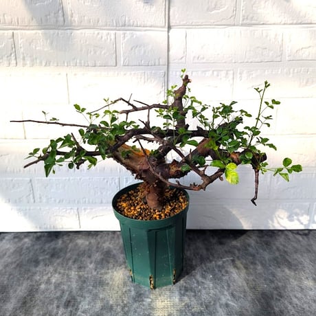 コミフォラ ボラネンシス 2 Commiphora boranensis