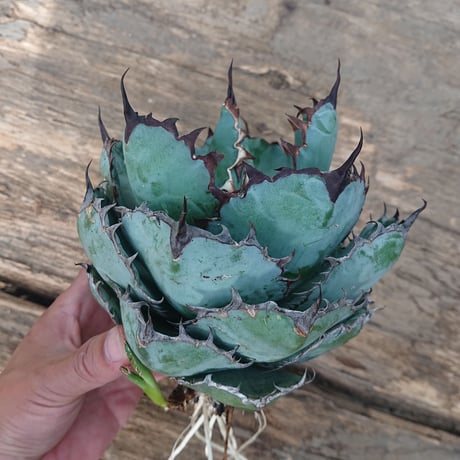 no.9 アガベ チタノタ ブラックアンドブルー Agave titanota black&blue 【発根済】